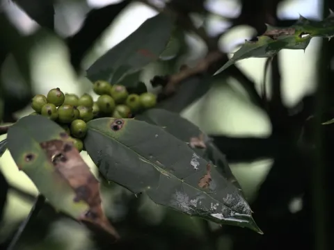 Himalayan holly