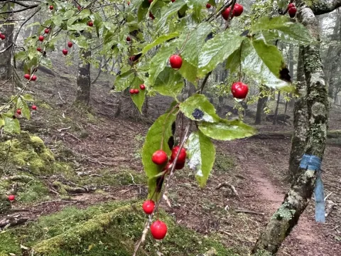 Ilex geniculata