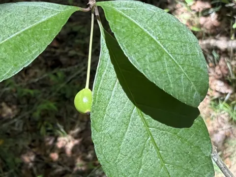 Longstalk holly