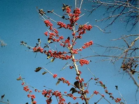 Large-fruited holly