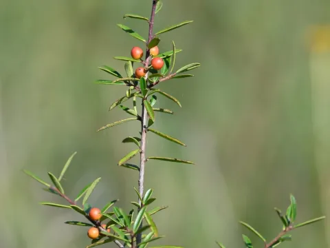 Myrtle-leaved holly