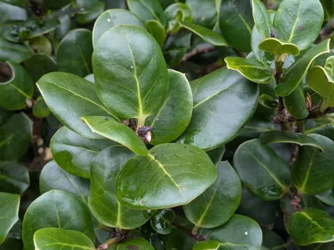 Ilex perado