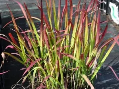Imperata tenuis
