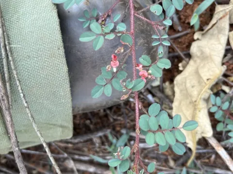 Indigofera adenoides
