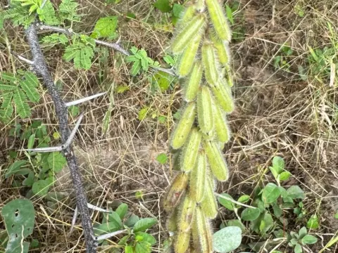 Indigofera astragalina