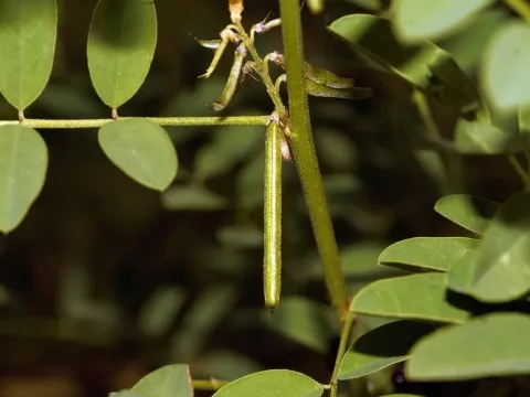 Indigofera arrecta