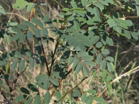 Australian Indigo