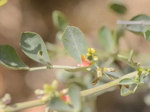 Indigofera coerulea