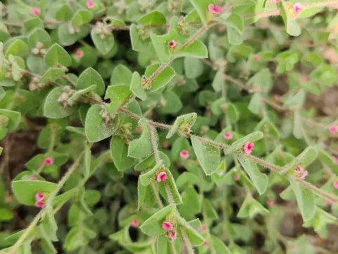 Indigofera cordifolia