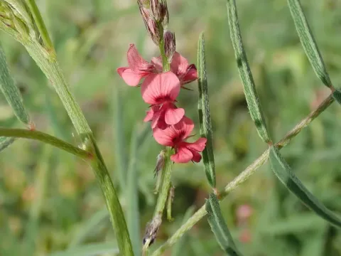 Indigofera charlierana