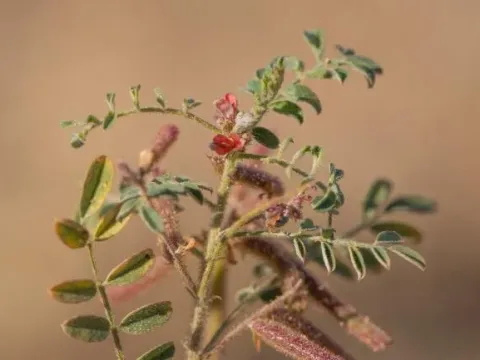 Indigofera colutea