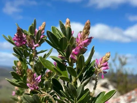 Indigofera cytisoides