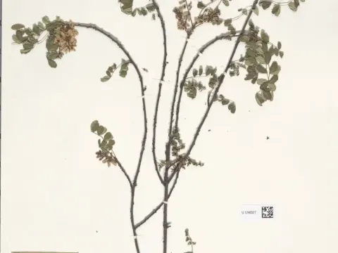 Indigofera dielsiana