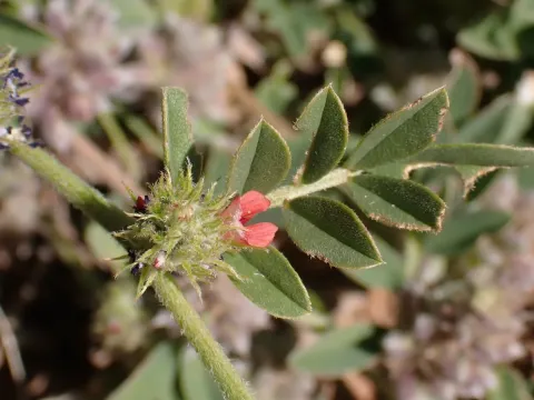 Indigofera linnaei