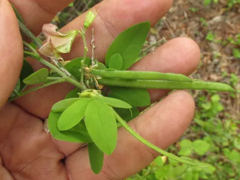 Indigofera guatemalensis