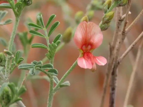 Indigofera heterotricha