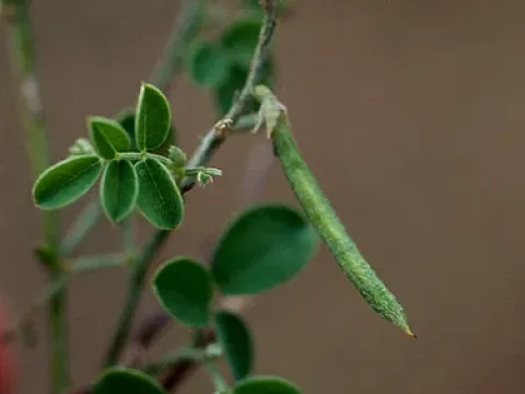 Indigofera jamaicensis