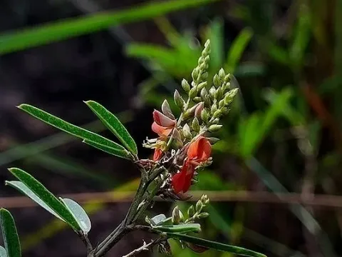 Indigofera lespedezioides