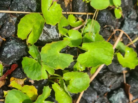 Centella asiatica