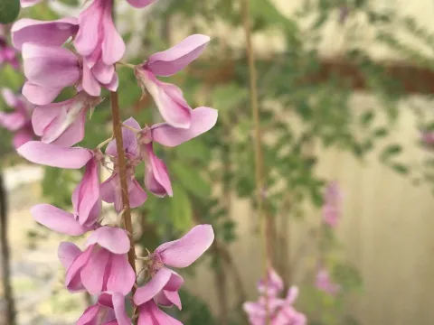 Індигофера поникла
