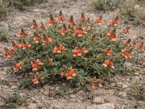 Indigofera praticola