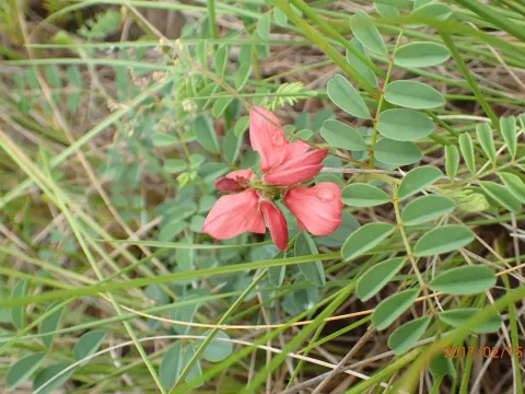 Indigofera sanguinea