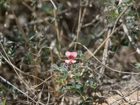 Spiny Indigo