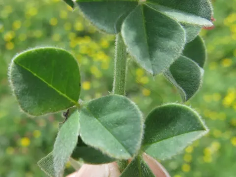 Indigofera tomentosa