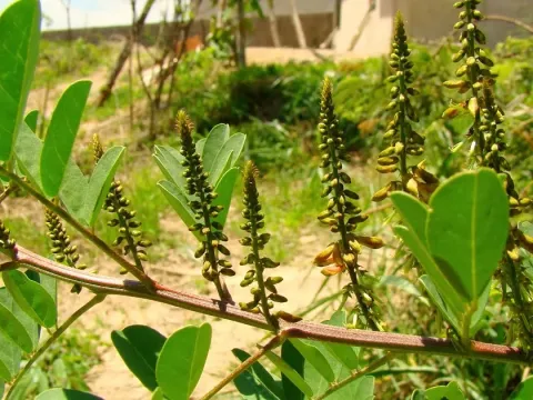 Indigofera truxillensis