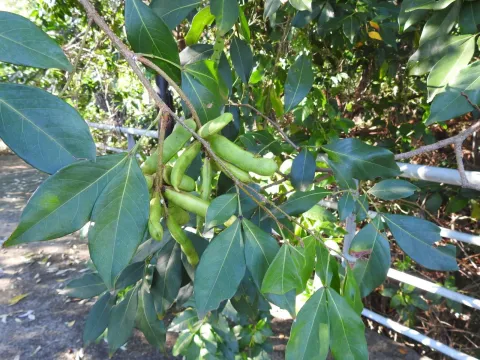 Inga laurina