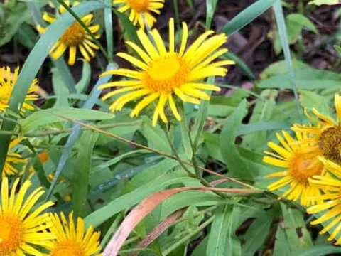 British elecampane