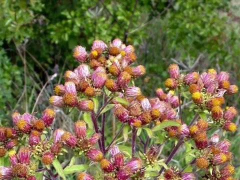 Ploughman's spikenard