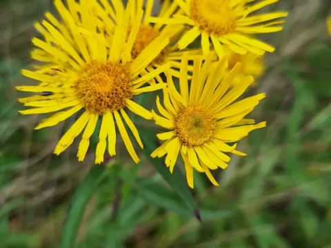 Japanese inula