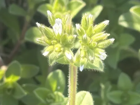 Cerastium