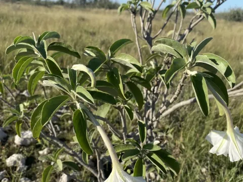 Ipomoea adenioides