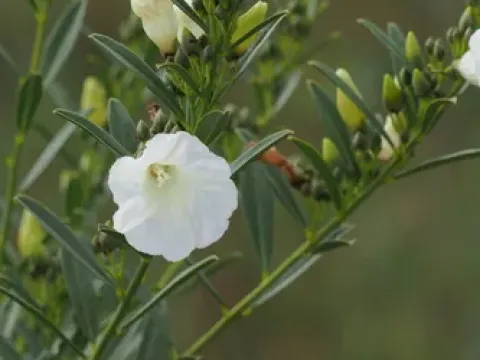 Іпомея луската