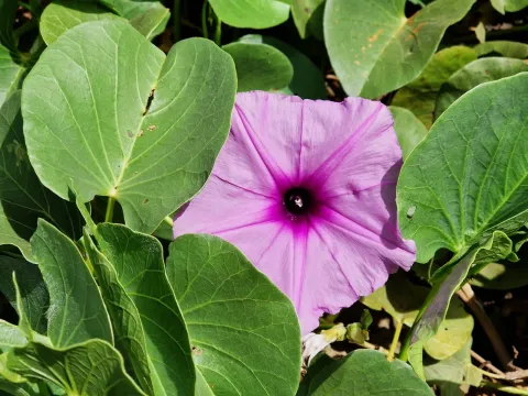Ipomoea asarifolia