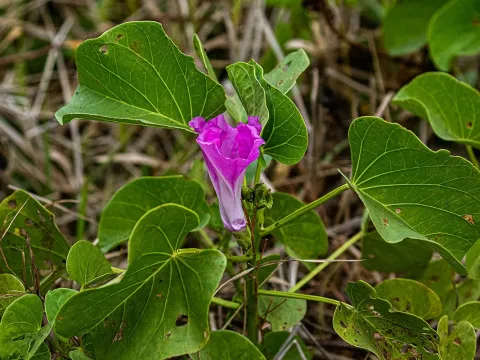 Ipomoea crassifolia