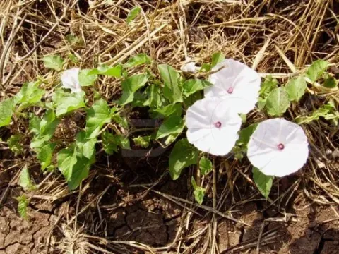 Ipomoea cordofana