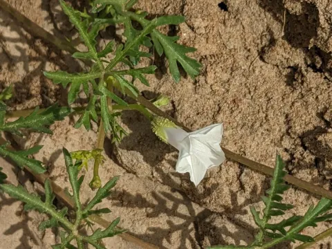 Ipomoea coptica