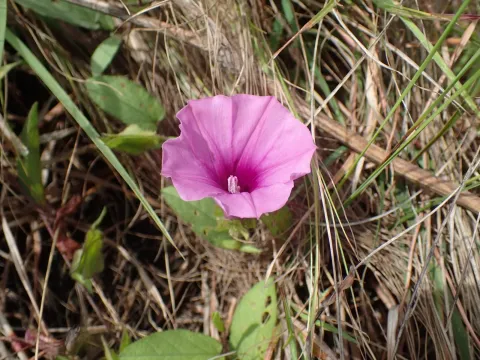 Ipomoea crassipes