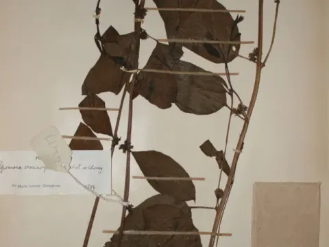 Ipomoea coscinosperma
