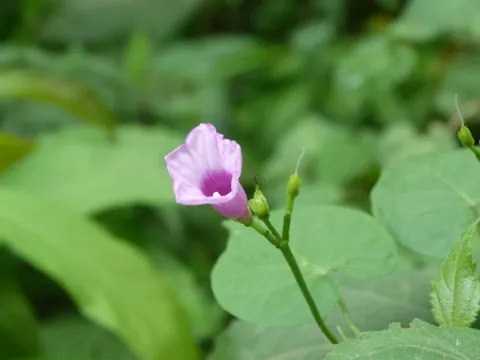 Ipomoea ramosissima