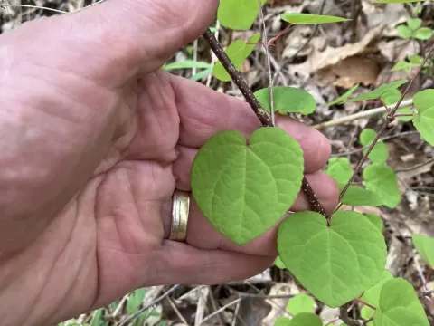 Katsura tree