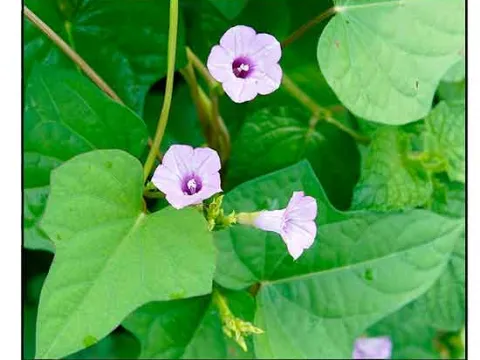 Hairy Morning Glory