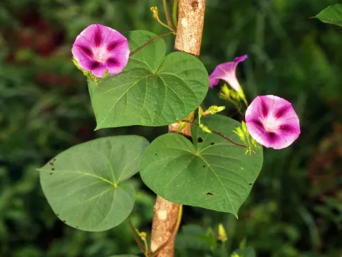 Ipomoea hirsutula