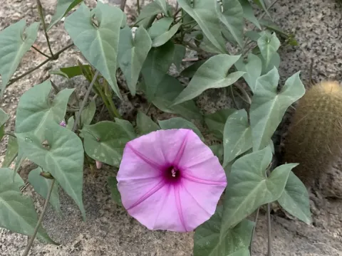 Pink morning glory