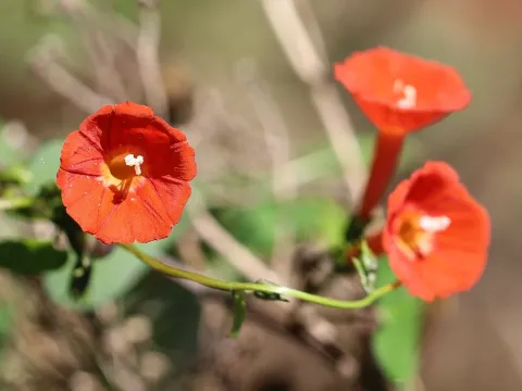 Ipomoea indivisa