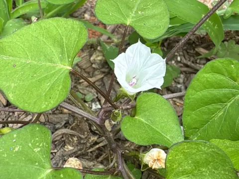Ipomoea lacunosa