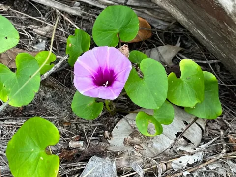 Beach morning glory